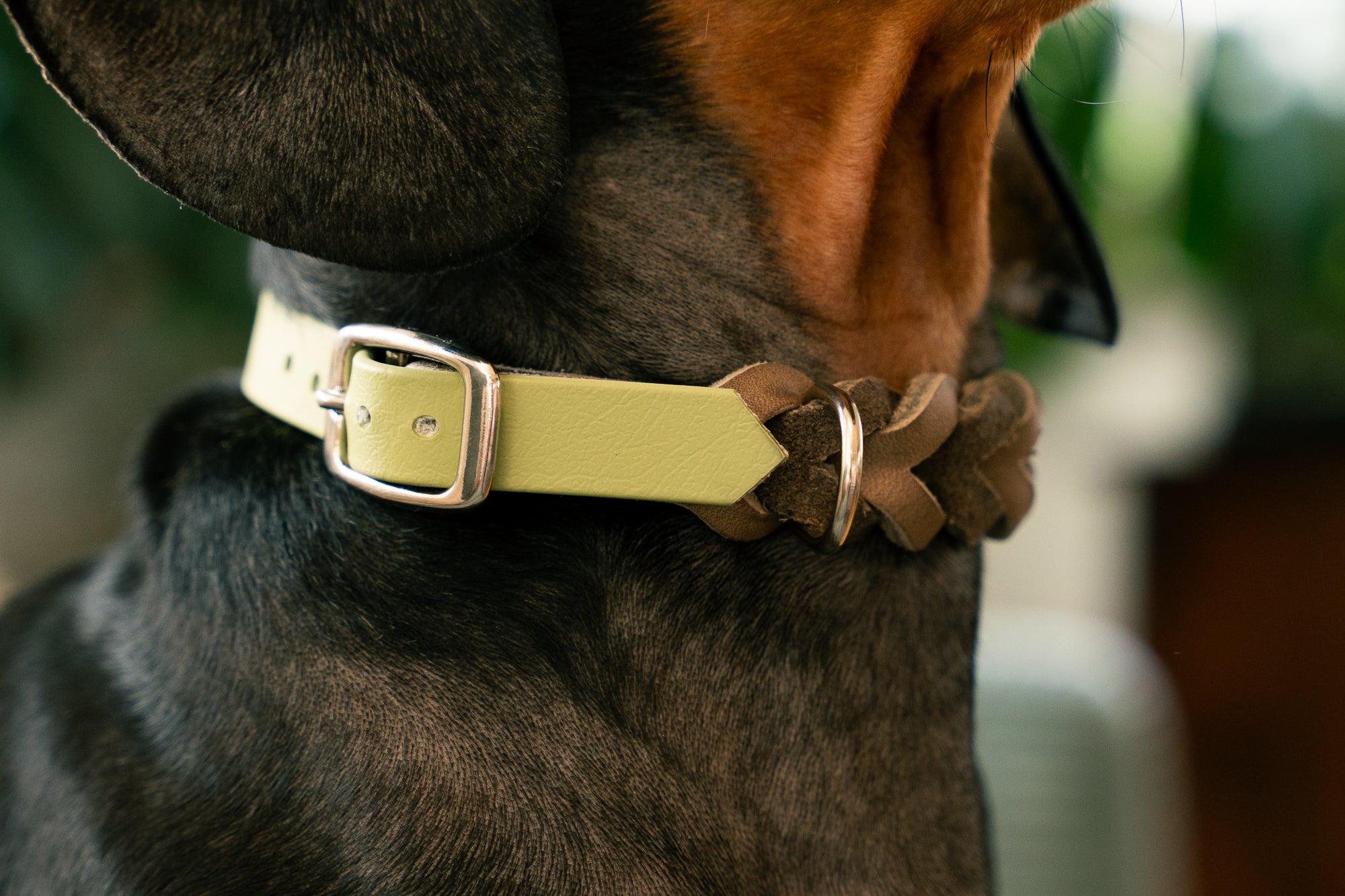 Noble Halsband – Pistachio Cream