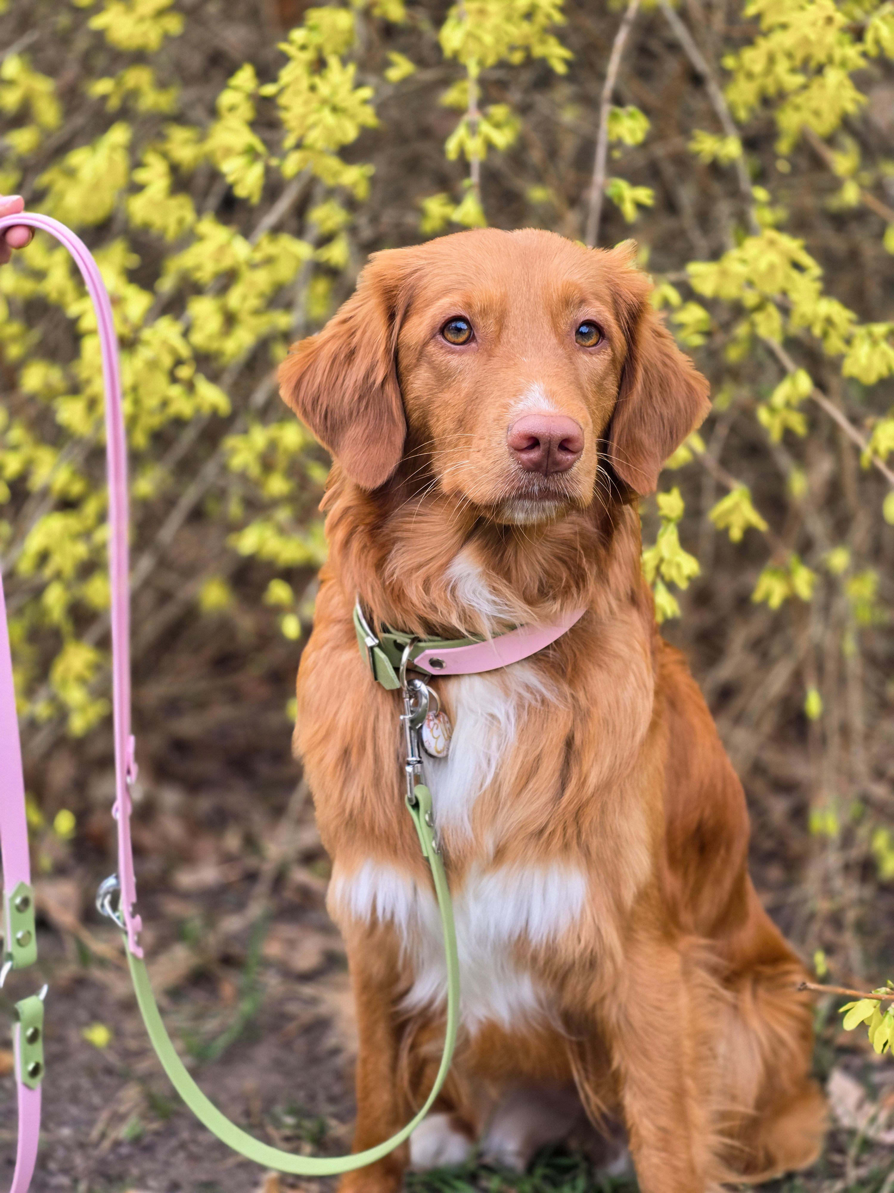 Adventure Leine – Spring Blossom