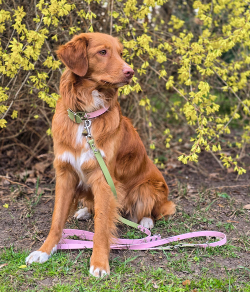 Adventure Leine – Spring Blossom