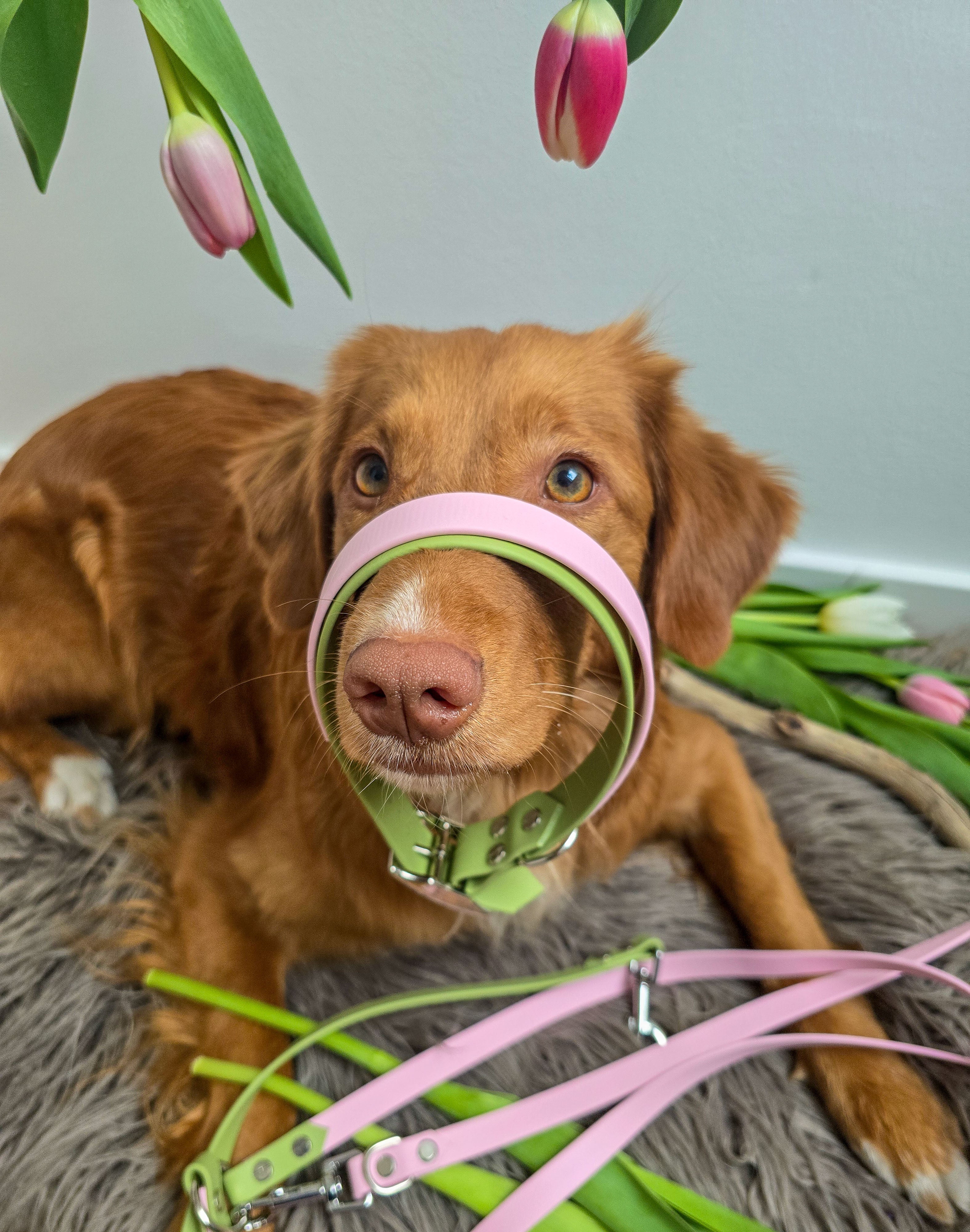 Adventure Halsband – Spring Blossom