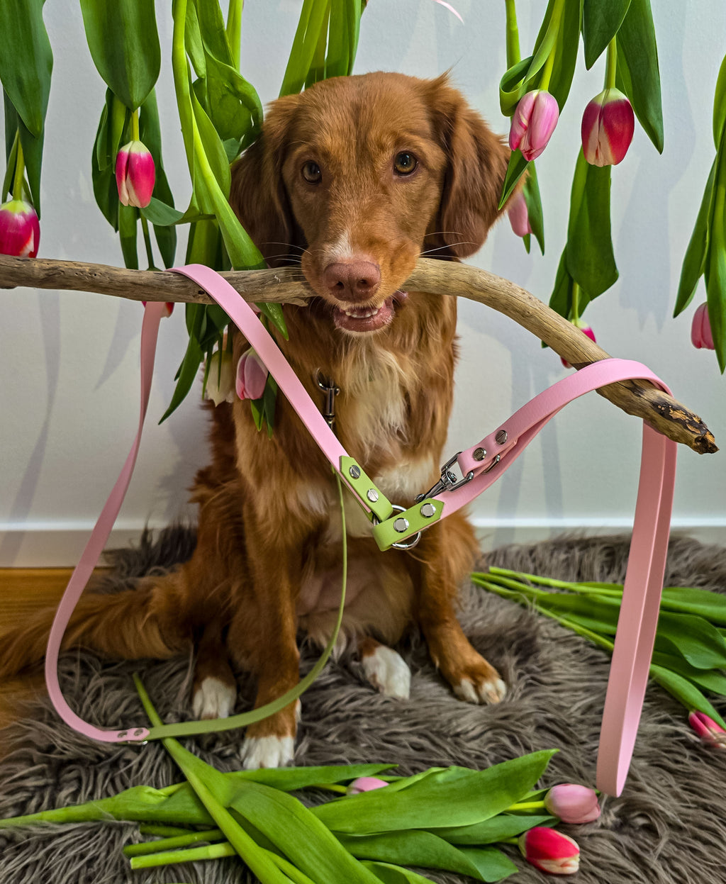 Adventure Leine – Spring Blossom