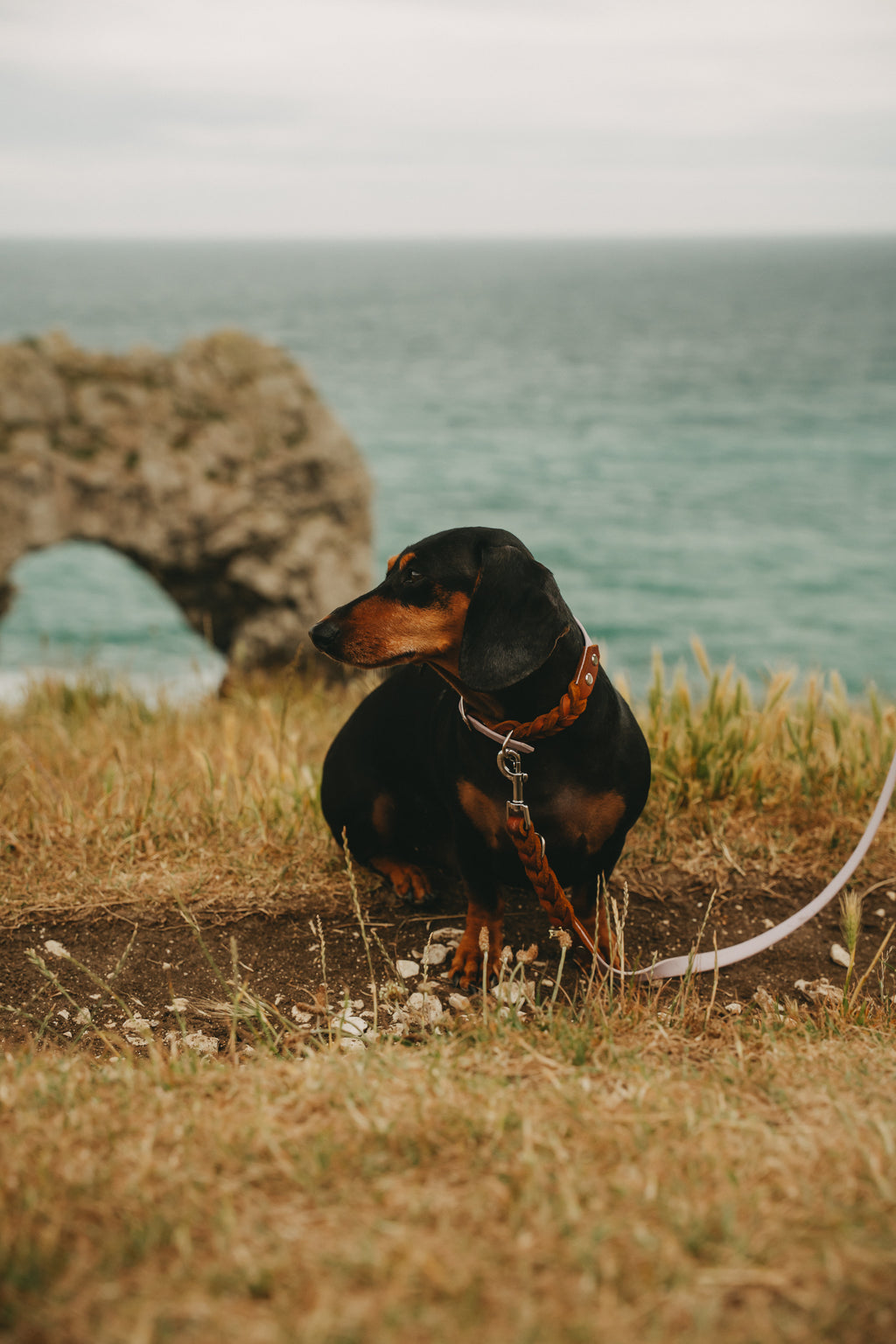 Noble Leine – Lavender Oak