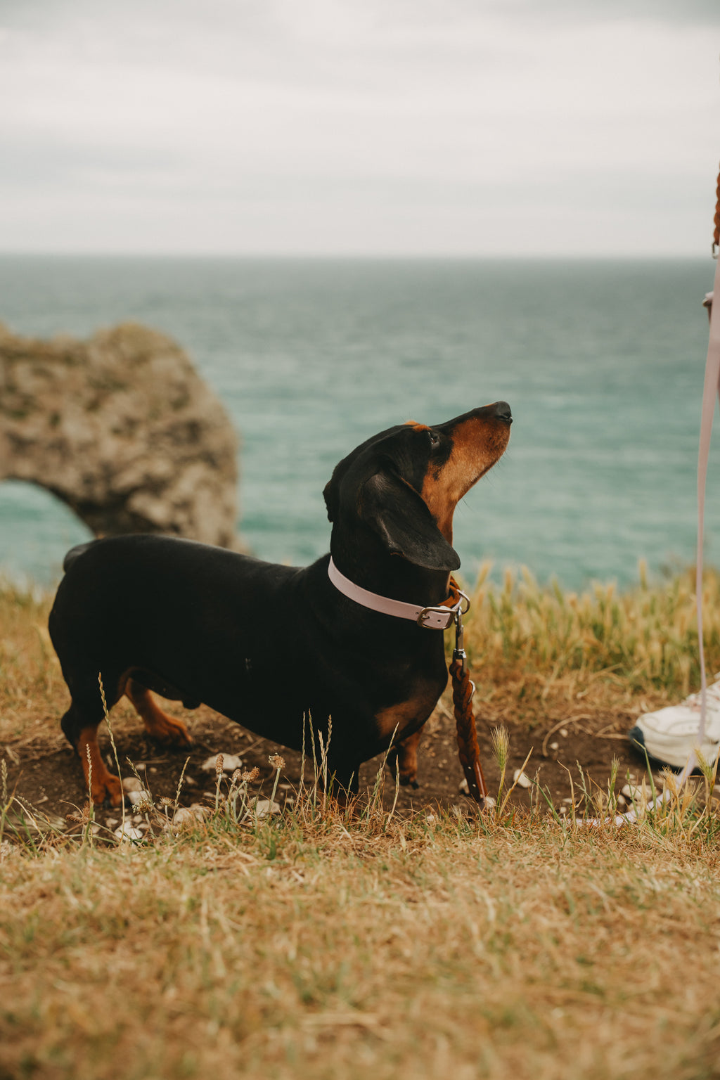 Noble Halsband – Lavender Oak