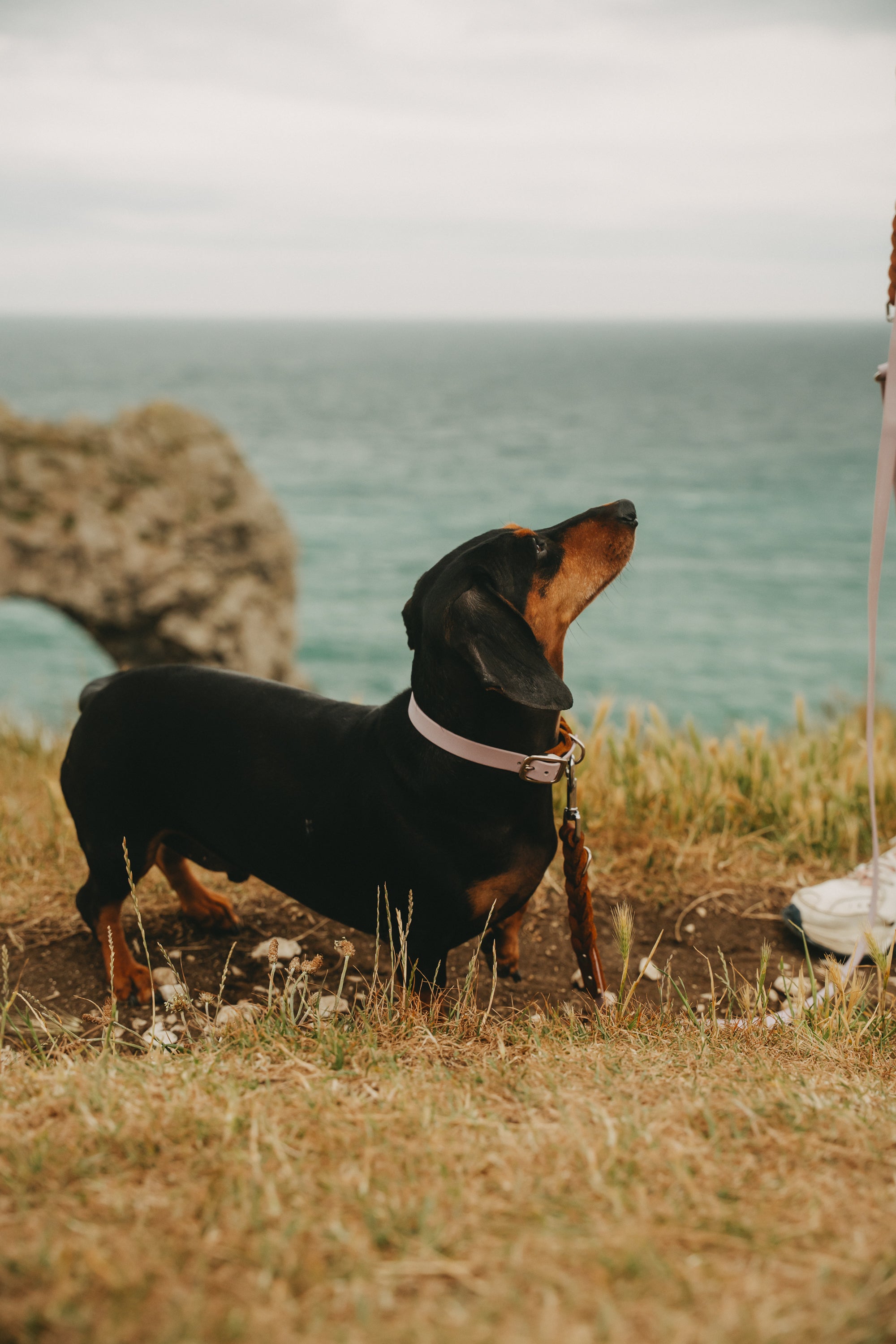 Noble Halsband – Lavender Oak