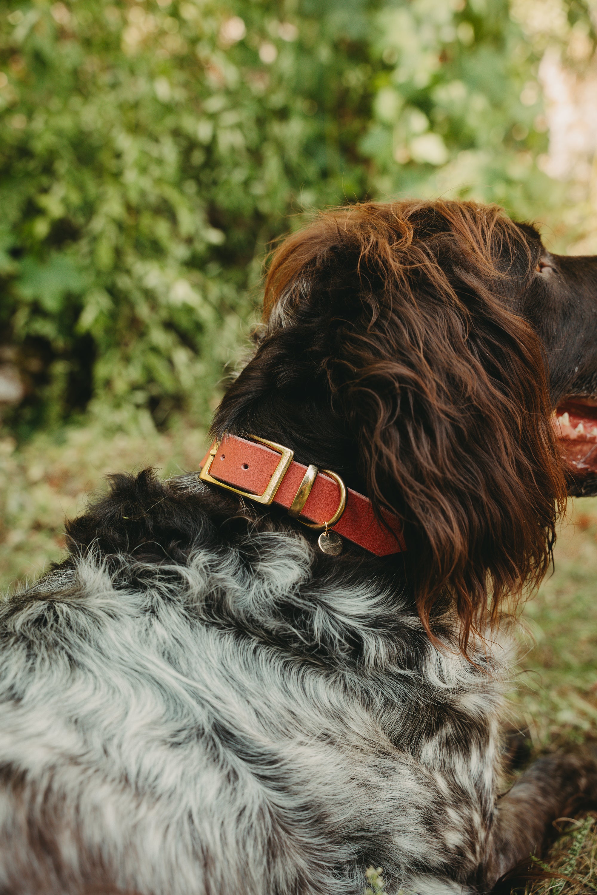 Konfigurator - Color Heritage Halsband